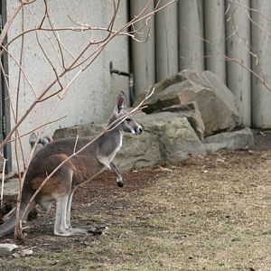 Red Kangaroo