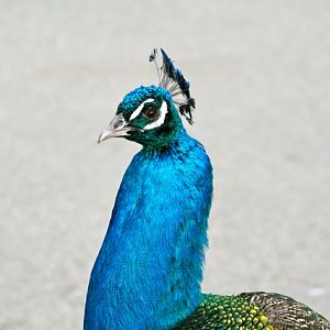 Peacock