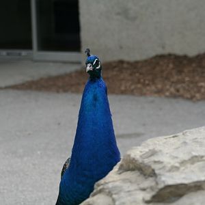 Peacock
