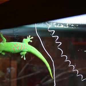 Madagascar Giant Day Gecko