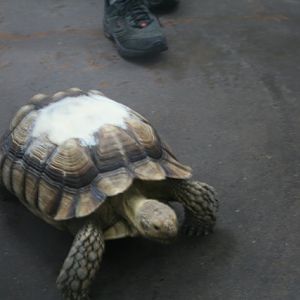 Sulcata Tortoise