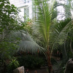 TransAlta Rainforest