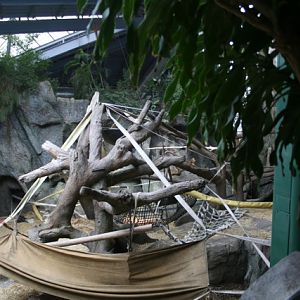 Gorilla Exhibit