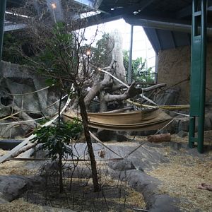 Gorilla Exhibit