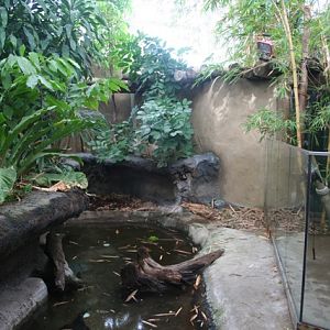 West African Dwarf Crocodile