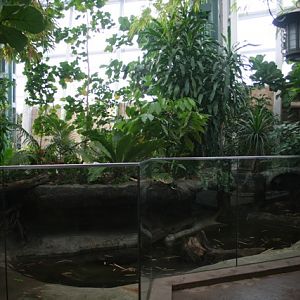 West African Dwarf Crocodile