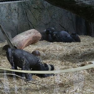 Playing with Yewande