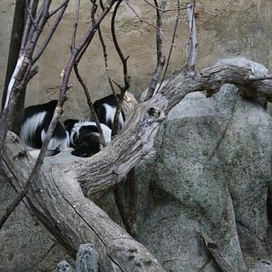 Colobus Family