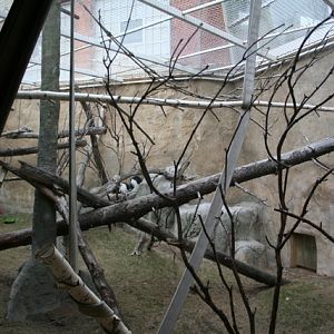 Outdoor Colobus Enclosure