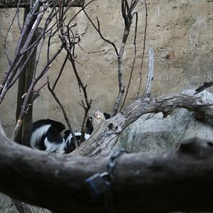 Colobus Family