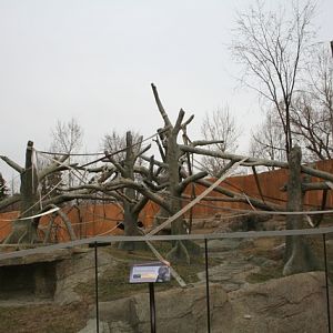 Outdoor Gorilla Exhibit