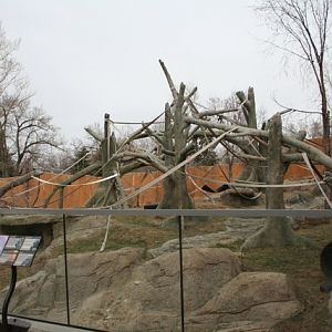 Outdoor Gorilla Exhibit