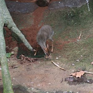 Günther's Dik-dik