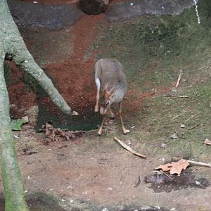 Günther's Dik-dik