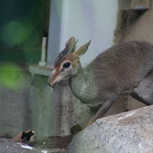 Günther's Dik-dik
