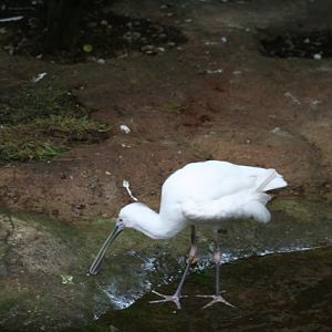 African Spoonbill