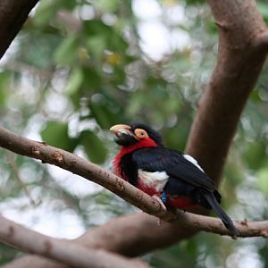 Bearded Barbet
