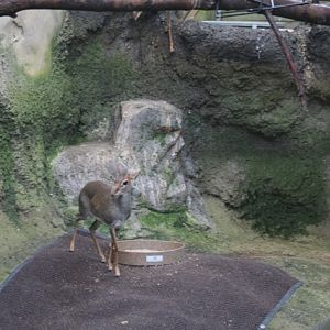 Günther's Dik-dik
