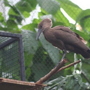 Hammerkop