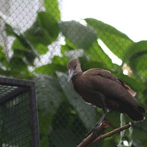 Hammerkop