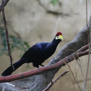 Lady Ross's Turaco