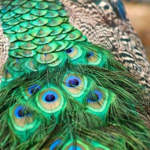 Peaock