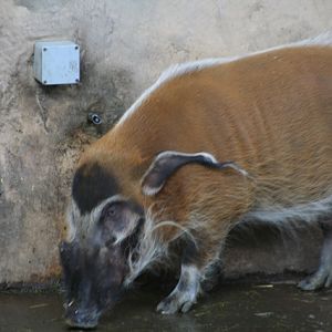Red-River Hog