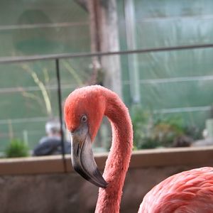 American Flamingo