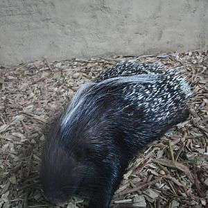 African Crested Porcupine