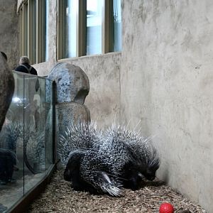 African Crested Porcupine