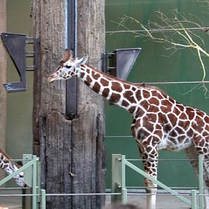 Reticulated Giraffe