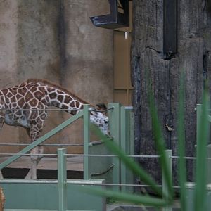 Reticulated Giraffe