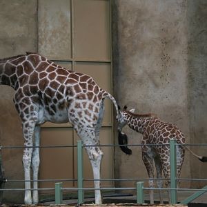 Reticulated Giraffe