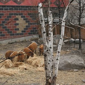 Red-River Hog