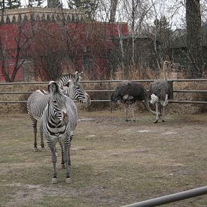 Grévy's Zebra and Ostrich
