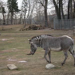 Grévy's Zebra