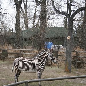 Grévy's Zebra