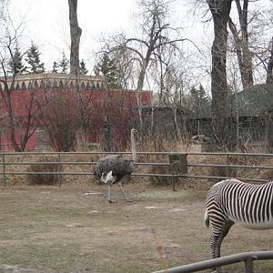 Grévy's Zebra