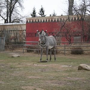 Grévy's Zebra
