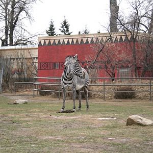 Grévy's Zebra