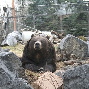 Grizzly Bear