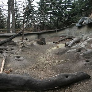 Black-Tailed Prairie Dogs