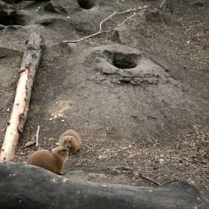 Black-Tailed Prairie Dogs