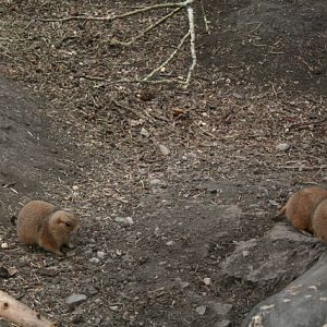 Black-Tailed Prairie Dogs