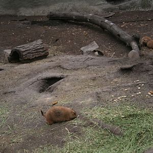 Black-Tailed Prairie Dogs