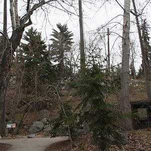 Bald and Golden Eagle Aviary