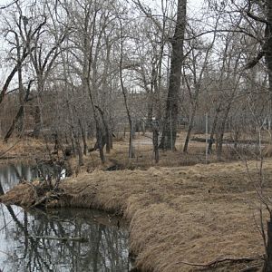 Mule Deer Walk-Through