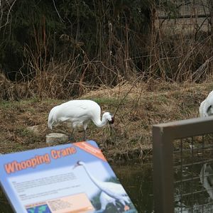 Whooping Crane