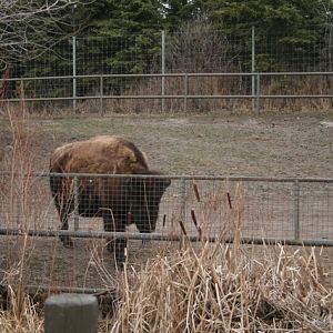 Wood Bison