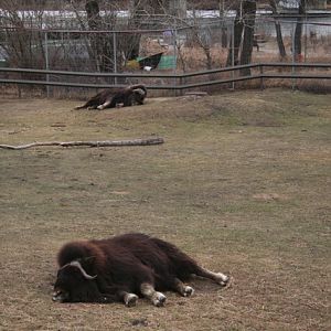 Musk Oxen